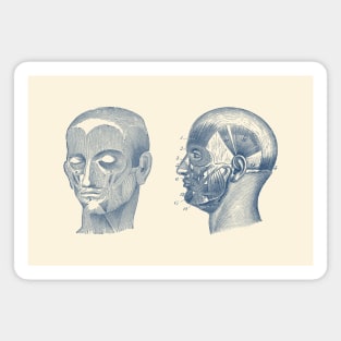 Human Skull Muscular Diagram - Dual View Magnet